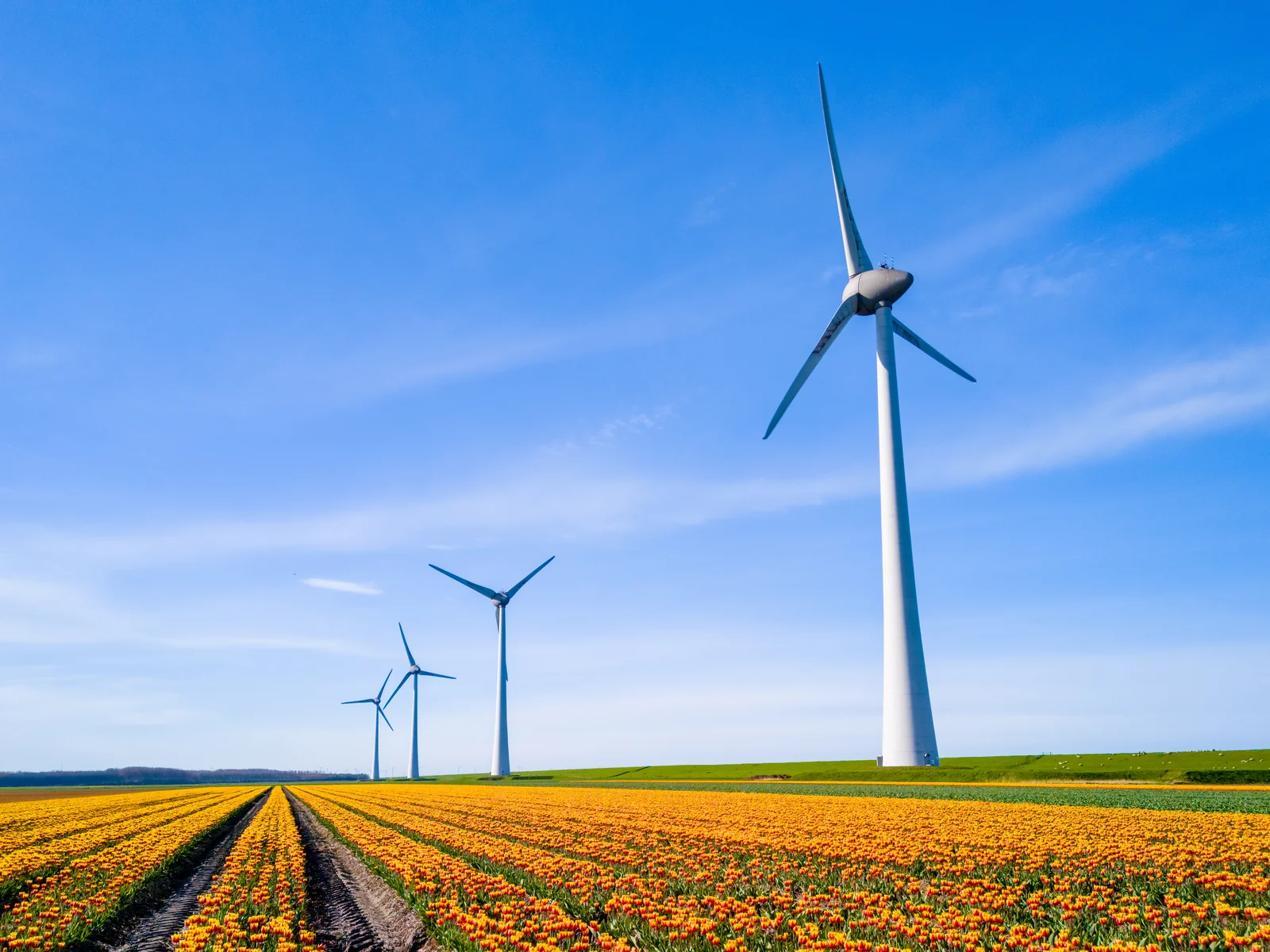 wind-turbines-over-a-flower-field-on-sunny-day-2026-09-23-00-52-58-utc